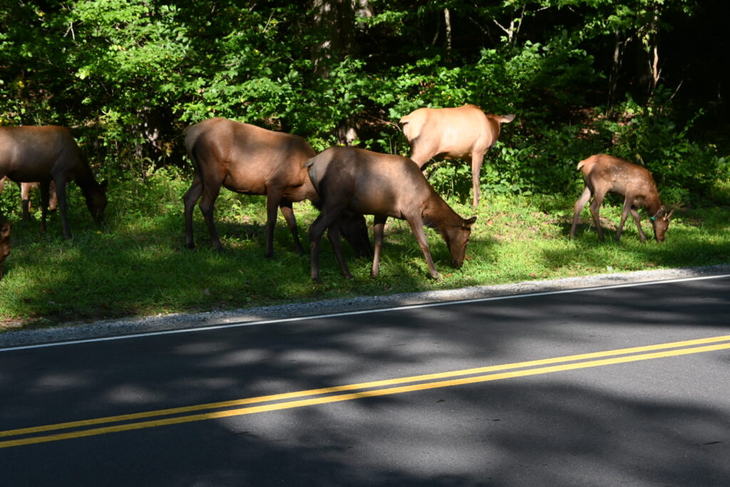 Elk feed beside U.S. 441 in the Smoky Mountain National Park.