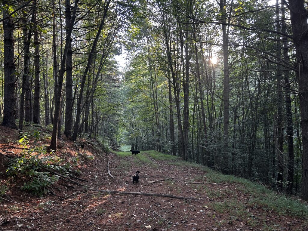 Phoebe has found a clearing ahead.
