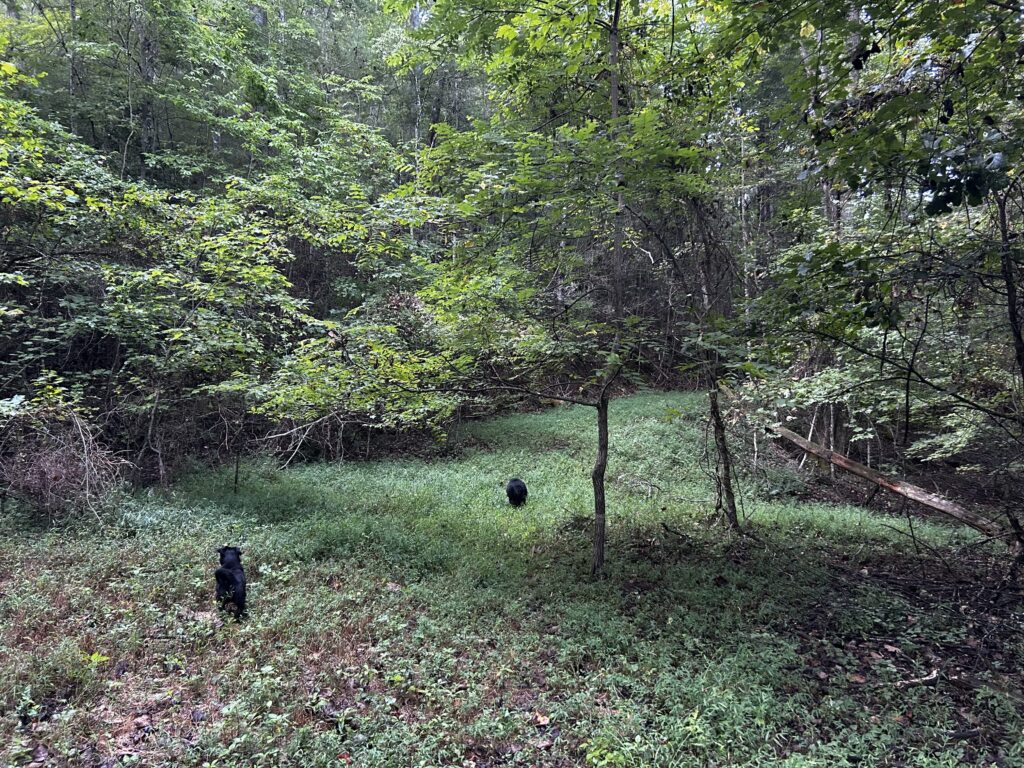 Hazel and Phoebe out front.