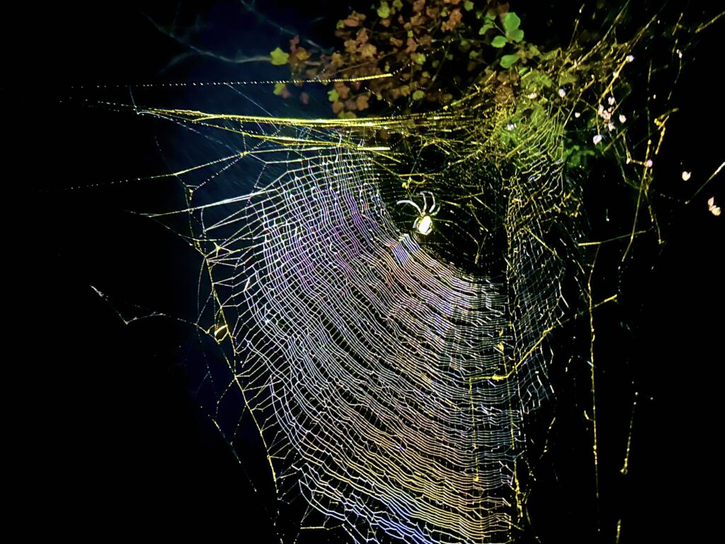 Spider web at night